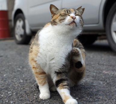 すみれ博士